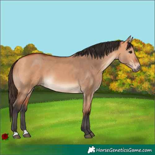 Horse Color:Bay Dun 