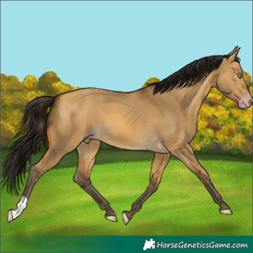 Horse Color:Gray Sable Cream Champagne Dun 