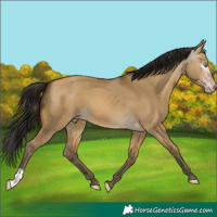 Horse Color:Gray Sable Cream Champagne Dun 