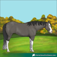 Horse Color:Grullo Splash 