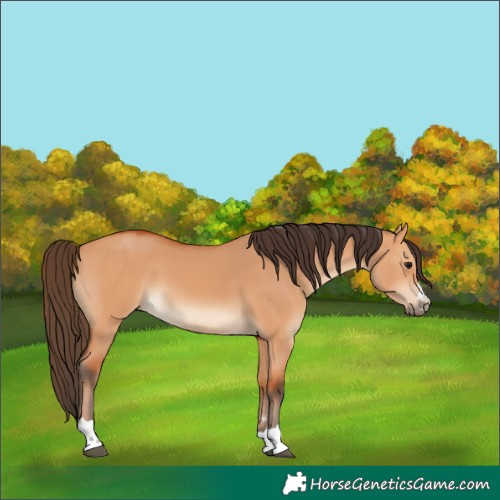 Horse Color:Bay Dun 