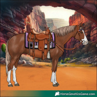Horse Color:Chestnut Splash 