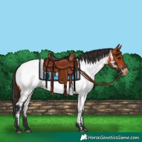 Horse Color:Bay Near Fewspot