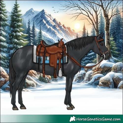 Horse Color:Black 