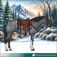 Horse Color:Blue Roan Tobiano