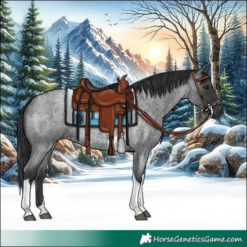 Horse Color:Blue Roan Tobiano