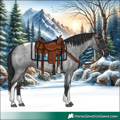 Horse Color:Blue Roan Tobiano