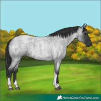 Horse Color:Blue Roan Tobiano 
