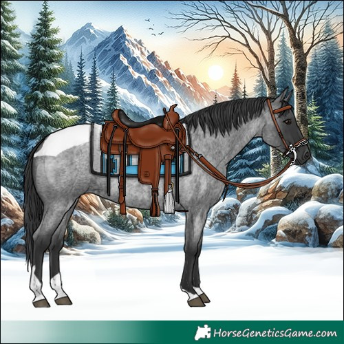 Horse Color:Blue Roan Tobiano 