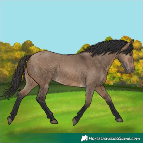Horse Color:Brown Dun 