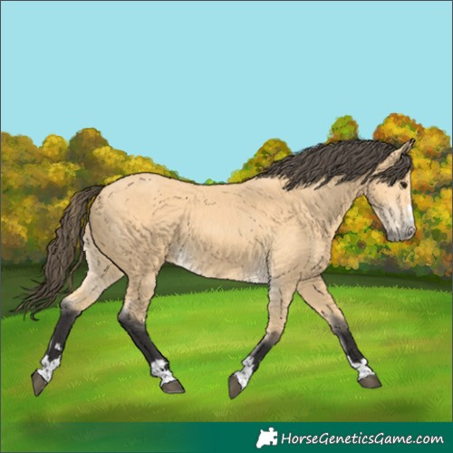 Horse Color:Buckskin 