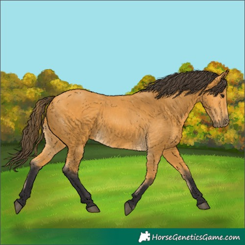 Horse Color:Buckskin 