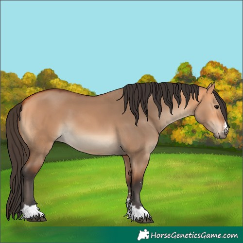 Horse Color:Bay Dun 