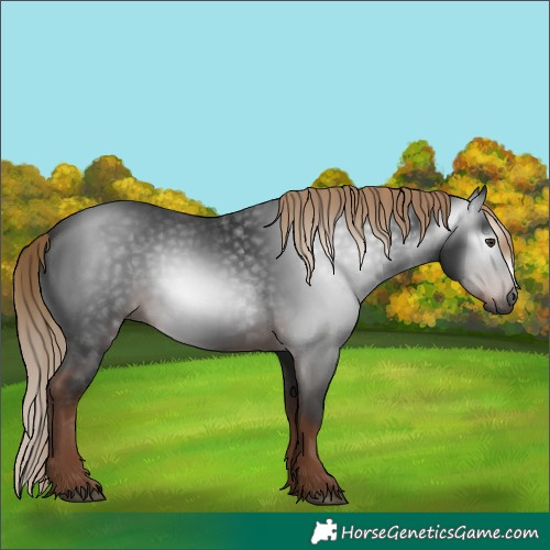 Horse Color:Gray White Spotted Liver Chestnut