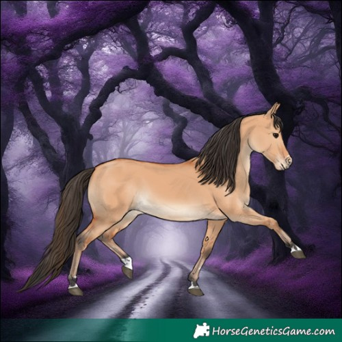 Horse Color:Bay Dun