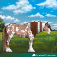 Horse Color:White Spotted Chestnut Sabino 