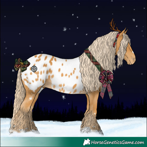 Horse Color:Palomino Appaloosa 