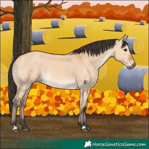 Horse Color:Bay Dun 