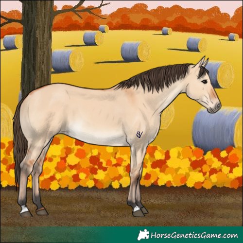 Horse Color:Bay Dun 