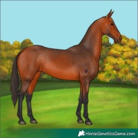 Horse Color:Bay 