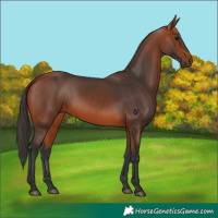 Horse Color:Bay 