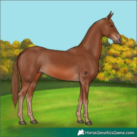 Horse Color:Chestnut 