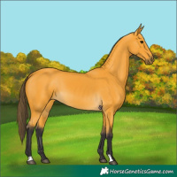 Horse Color:Buckskin 