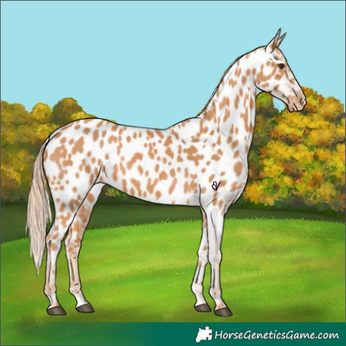 Horse Color:Chestnut Near Leopard 