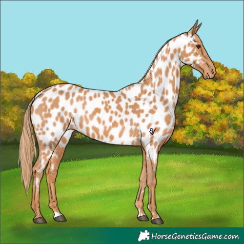 Horse Color:Chestnut Appaloosa 