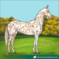 Horse Color:Chestnut Near Leopard