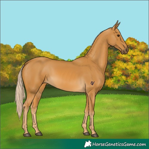 Horse Color:Palomino