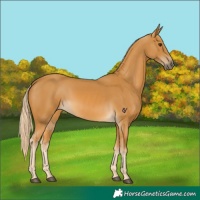 Horse Color:Palomino
