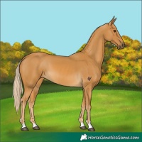 Horse Color:Palomino