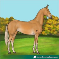 Horse Color:Palomino 
