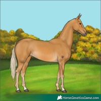Horse Color:Palomino 