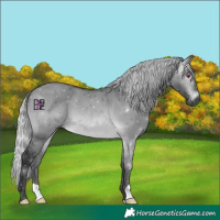 Horse Color:Gray Silver Brown Chinchilla Dun Mushroom
