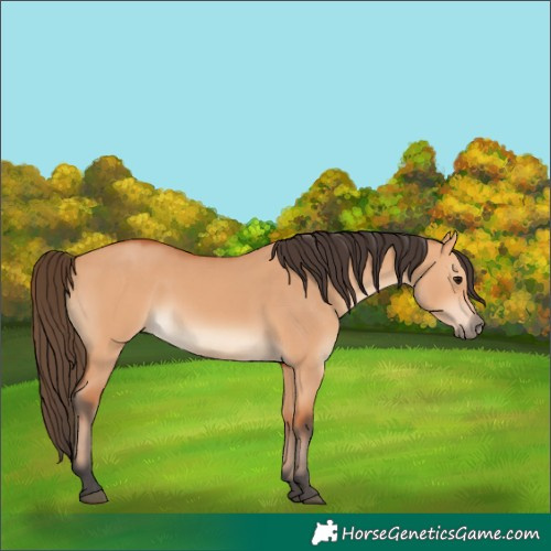 Horse Color:Bay Dun 