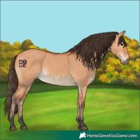 Horse Color:Bay Dun