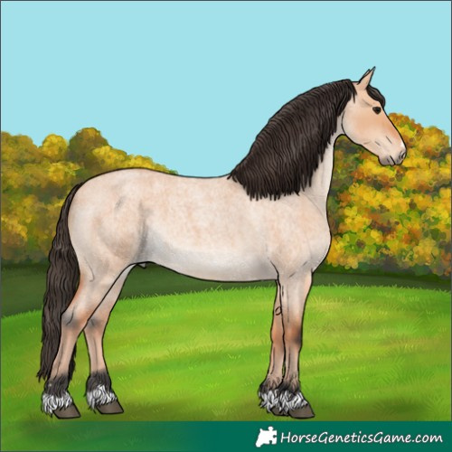 Horse Color:Bay Roan Dun