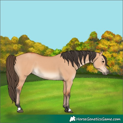 Horse Color:Bay Dun 