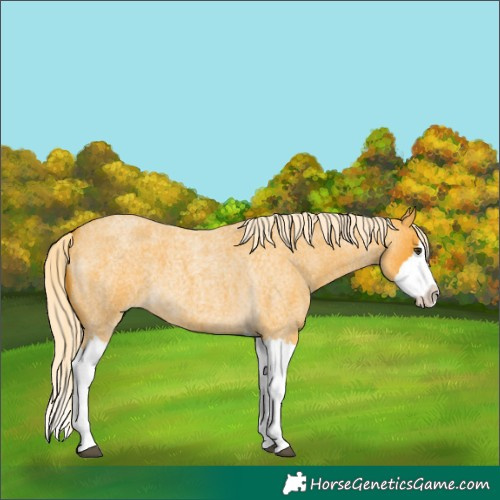 Horse Color:Palomino Roan Splash
