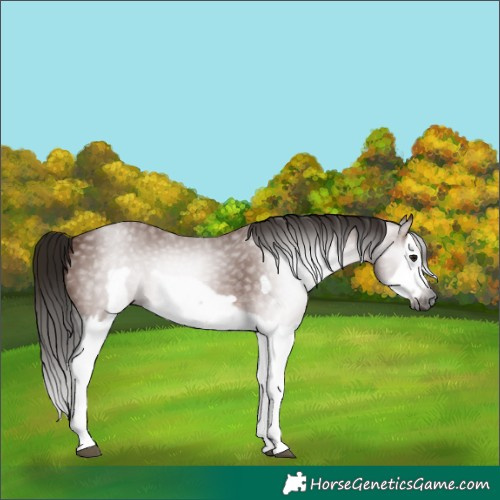 Horse Color:Gray Bay Splash Frame 