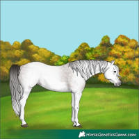 Horse Color:Gray Bay Splash Frame
