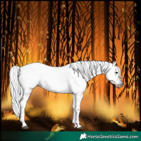 Horse Color:Gray Bay Splash Frame 