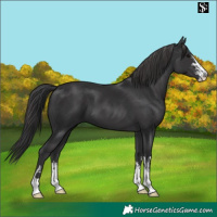 Horse Color:Black  and Smoky Black 