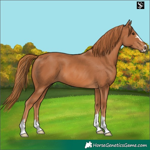 Horse Color:Chestnut 