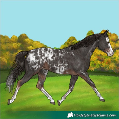 Horse Color:Liver Chestnut Sabino Splash Blanket  and Liver Chestnut Sabino Splash Blanket 