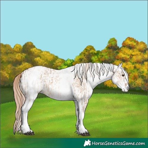 Horse Color:White Spotted Red Dun Rabicano and White Spotted Red Dun Rabicano