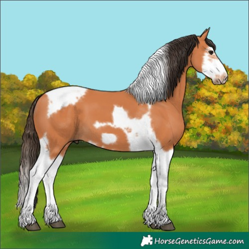 Horse Color:Bay Splash Tobiano Frame