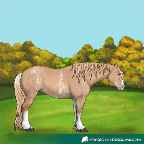 Horse Color:White Spotted Red Dun Rabicano  and White Spotted Red Dun Splash Rabicano 